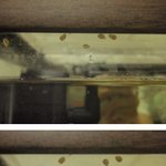 어항에 정체 모를 <b>생물</b> 등장...