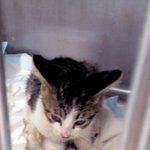 (+후기) (수정)아파하는 길 고양이를 도와주세요ㅠㅠ