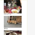 ☞감사●고양이의 충격적인 <b>실태</b>.jpg
