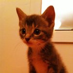 요즘 개판이 유행이라며?! 난 우리집(아기)고양이로 톡한번되보자...