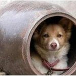 이것이 진정한 <b>개독</b>입니다.