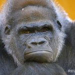 ★★★★(사진有) 반에 이렇게생긴애들꼭있다!! 공감x945325...