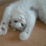 ☆★없으면 못사는 우리오빠의 에피소드☆★