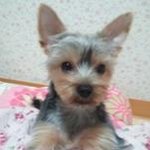 ###########(사진有)강아지를 찾습니다ㅠㅠ##########