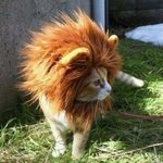 ☞4편(고양이편 마지막)● 고양이의 충격적인 실태.jpg