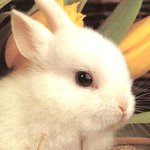 톢끼는