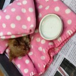 ★★★냉장고 밑에 깔려 있는 고양이를 구했어요!!★★★★