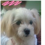 부산 사하구 장림시장 <b>미샤</b> 앞 11번 버스정류장에서...