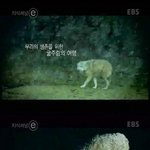 ★☆졸라쿨하고멋잇는늑대☆★
