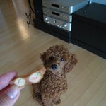 [개판♥] <b>역변</b>한 푸들 두부를 보고 저도 글올려요 !!