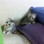 우리집 고양이 너무 이쁘지 않아요?꺄ㅑㅑㅑㅑ
