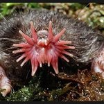 (혐오)☆★세계에서 가장 못생긴 <b>동물</b> 18마리!(사진有)☆★☆★