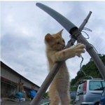 ☞7편[번외편]● 고양이의 충격적인 <b>실태</b> + 스압용 만화모음.jpg