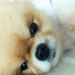 [개판] 내 눈에는 이 개가 전도연이고 김태희임