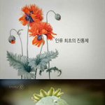 세계 최고의 마약은...