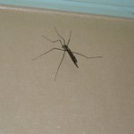 ☆★☆★※살짝혐오※＊위험한 동거＊★☆★★/＊사진有＊