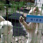 ♥♥동물보호소에서 봉사하고왔어요^_^!
