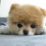 ★★★★세계에서 가장 귀여운 개, 부와 <b>슌스케</b>★★★★