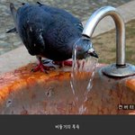 비둘기 <b>진화</b>中.jpg
