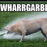 ☞8편[마지막편]● 개(강아지)의 충격적인 실태.jpg