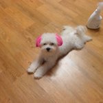 ★(사진有)간절합니다 제발 돌려주세요[충남<b>서천</b>]★