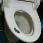 [사진有재석]저두 휴<b>지심</b>으로 똥만들어밧어여!!!!!!!