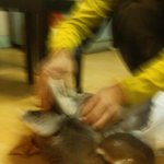 ★★사진有★★저희집에 <b>오리</b>있어요!!★★