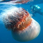 세상에서 가장 무서운동물 top10