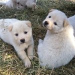 귀여운 우리 일곱쌍둥이