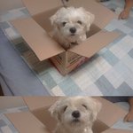 <<사진유 개판 , 강아지판>> 말티즈 뽁이가 사는법