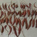 내동생이 소풍갔다가 열심히 캐온 그것은ㅋㅋㅋㅋㅋㅋㅋㅋㅋㅋㅋㅋㅋㅋㅋ...