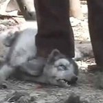 <b>중국산</b> 어그부츠 실체