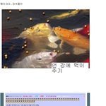 ★★★★★★★★★★★★잉어 낚기