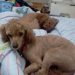 산본에서 <b>갈색</b> 푸들 못 보셨나요??우리 강아지 좀 찾아주세요..ㅠ...