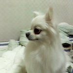 <b>개판</b>이라고하기엔 급이다른데..