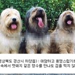 한,중,일,<b>티벳</b>의 아시아 대표 강아지들