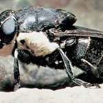 ★★☆☆세상에서 가장 무서운 곤충 <b>top</b> 5!!!!!☆☆★★