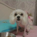 ★★★★다섯 <b>꼬물</b>이들과의 정신없는 동거★★★★