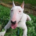 ★★★★★★★★★★★★버스커버스커 리더 불테리어 달맛<b>서요</b>★★★★★★★★★★★★