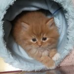 ☆★☆★내새끼자랑좀할게요☆★☆★