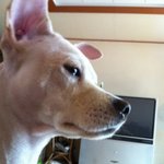 [개판] ☆★☆★우리집<b>보리</b>는똥개☆★☆★