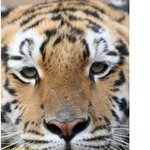 ★★★★만화)귀엽,멋있고,카리스마,어리버리,사랑스러운 호랑이동물사진