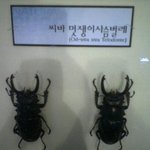 멋쟁이 <b>사슴</b>벌레