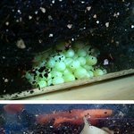 사진有) ☆★☆★☆★달팽이의 출산 전과 후 :-<b>d</b>