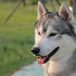 (사진有)★천방지축 개성만점 우리 강아지 식구들을 소개합니다★