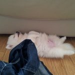 ♣♣♣개판♣♣♣ 내 이쁜 강아지 자랑하고 싶소