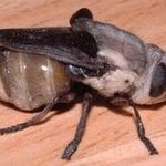 ★★혐오주의★★ 사람의몸에서기생하는 끔찍한<b>유충</b> 외국에가면 조심하세요