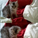 사진有!!多!!★우리집 <b>고냥</b>이 로고를 소개합니다 ㅋ_ㅋ★