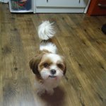 ★<b>경상</b>남도 장유에서 잃어버린강아지 찾아요 ㅠㅠ 도와주셍여