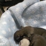 봉지에 묶여 버려진 강아지3남매를 집에 데려왔습니다.